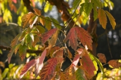 Website Gallery Image ~ Autumn Leaves ~ Thorpe Perrow