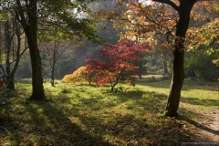 Website Gallery Image ~ Autumn Trees ~ Thorpe Perrow