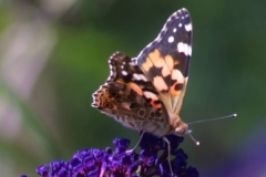 Website Gallery Image ~ Buddleia butterfly ~ Hidcote