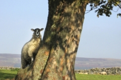 Website Gallery Image ~ Ewe Tree~ Yorkshire