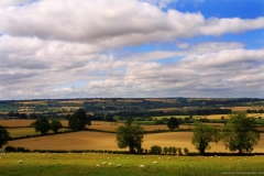 Website Gallery Image ~ Feilds of Ewe~Cotswolds