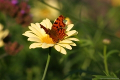 Website Gallery Image ~ Flora and Fauna ~ Hidcote