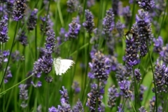 Website Gallery Image ~ Landing on the Lavender ~ Hidcote