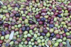 Website Gallery Image ~ Olives ready to become oil~ Italy