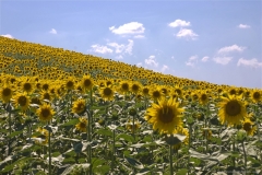 Website Gallery Image ~ Sunflowers ~ Italy