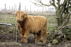 Website Gallery Image ~ This is my yard ~ Yorkshire