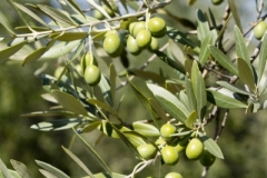 Website Gallery Image ~ Young olives~ Italy