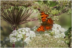 Images of Derbyshire 2020 ~ 7104