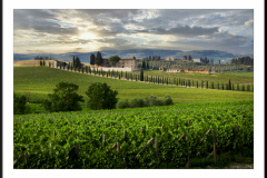Images of Italy~5653A~Tuscan vines