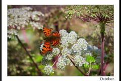 Images of Derbyshire 2020 ~ 7101