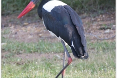 AUS~SA~2020~6650