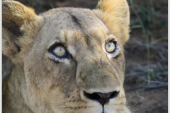 Photographs taken whilst visiting Kruger National Park in South Africa, and visiting Western Australia during March & April 2019.