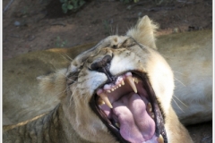 Photographs taken whilst visiting Kruger National Park in South Africa, and visiting Western Australia during March & April 2019.