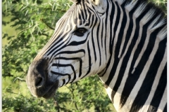 Photographs taken whilst visiting Kruger National Park in South Africa, and visiting Western Australia during March & April 2019.