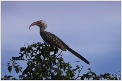 Photographs taken whilst visiting Kruger National Park in South Africa, and visiting Western Australia during March & April 2019.