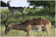 Photographs taken whilst visiting Kruger National Park in South Africa, and visiting Western Australia during March & April 2019.