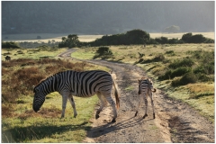 South Africa~ April 2016~ 0419