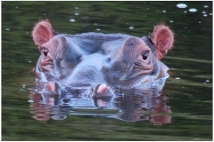 South Africa~ April 2016~ 0274