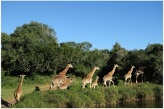 South Africa~ April 2016~ 0298