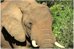 South Africa~ April 2016~ 0167
