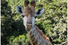 South Africa~ April 2016~ 0065